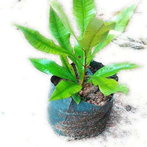 Clove Plant (Laung) Syzygium aromaticum Plant